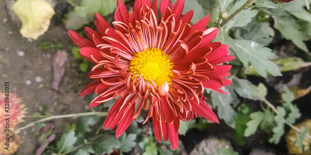 orange flower in the garden orange flower in the garden