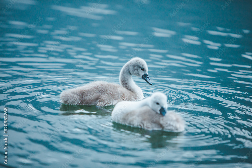 swans family in lake water close up swans family in lake water close up