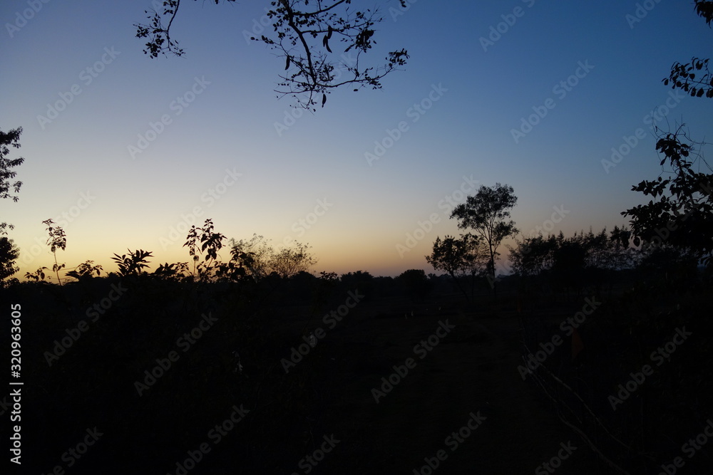 Naklejka premium silhouette of tree at sunset