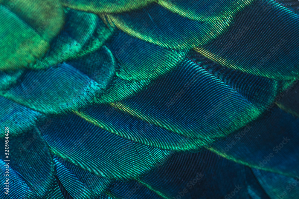 Fototapeta Closeup peacock feathers ,Beautiful background(Indian peafowl)