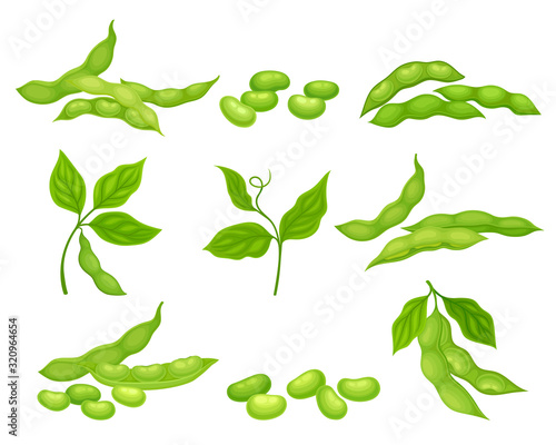 Soy Bean Plant with Ripe Pods and Green Leaves Vector Set