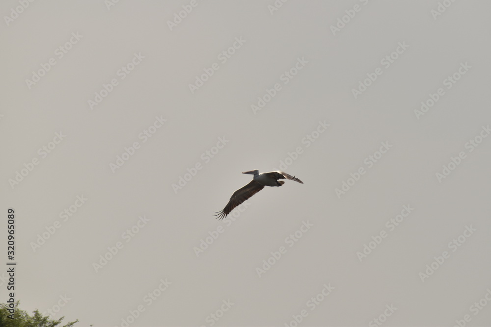 A beautiful Pelican flying against the blue sky. in india