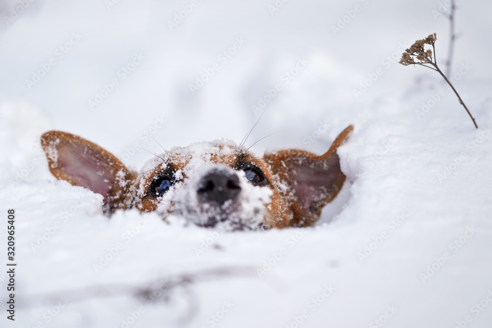 Obraz premium Small Jack Russell terrier dog crawling in very deep snow, detail on only her hair visible in white crystals