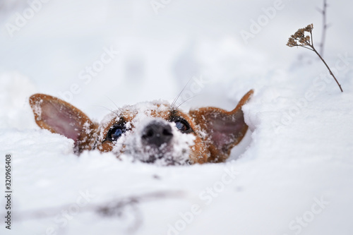 Fototapeta Naklejka Na Ścianę i Meble -  Small Jack Russell terrier dog crawling in very deep snow, detail on only her hair visible in white crystals