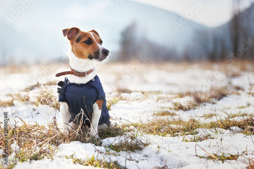 Fototapeta Small Jack Russell terrier in winter coat sitting at frozen ground with patches