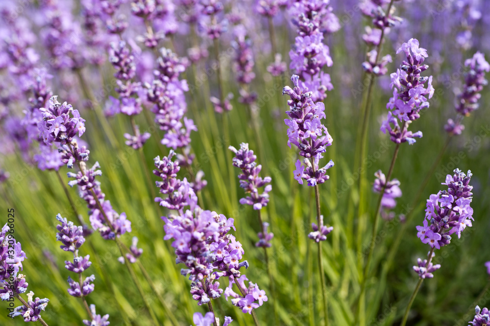Naklejka premium Lavender Field in the summer. Aromatherapy. Nature Cosmetics.