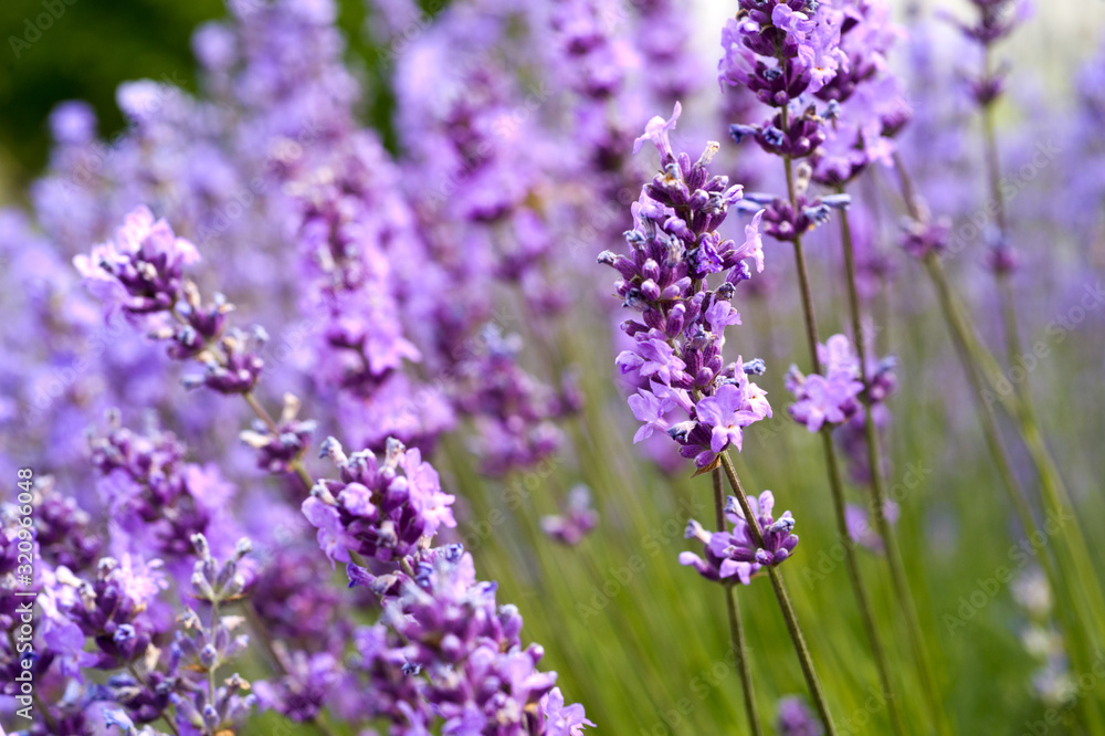 Naklejka premium Lavender Field in the summer. Aromatherapy. Nature Cosmetics.