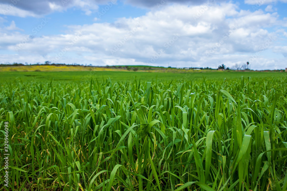 Landscape of green fields of wheat against the sky with clouds Landscape of green fields of wheat against the sky with clouds
