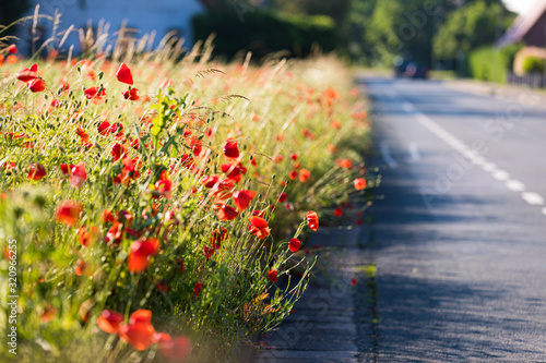 Klatschmohn am Straßenrand photo