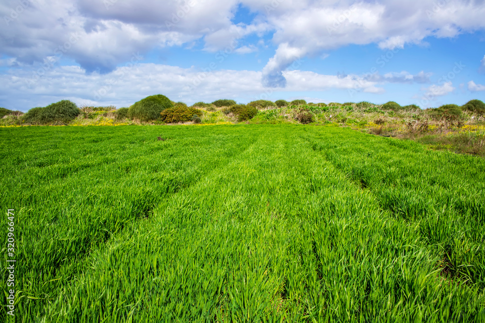 Landscape of green fields of wheat against the sky with clouds