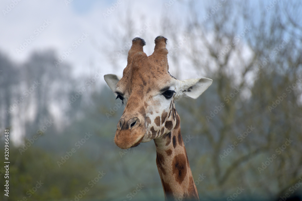 Obraz premium Rothschild giraffes with their patterned hide