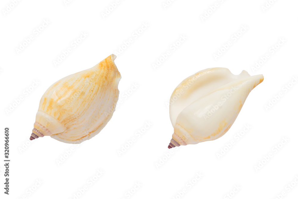 Two sides of Banded Tulip sea shell isolated on white background with clipping path.