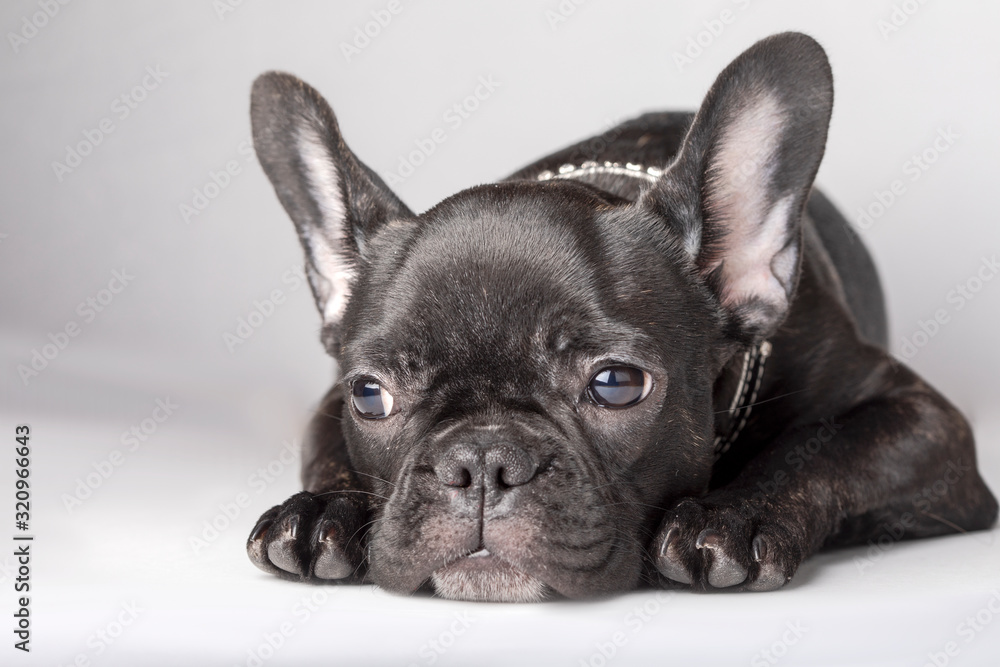 Portrait of a french bulldog in black