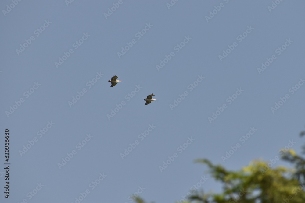 Two beautiful Pelicans flying against the blue sky. in india