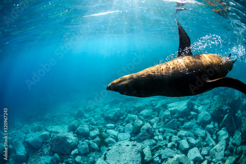 Playful seal swimming in the crystal clear water, Australia