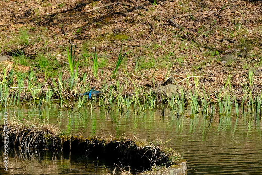 kingfisher in flight kingfisher in flight