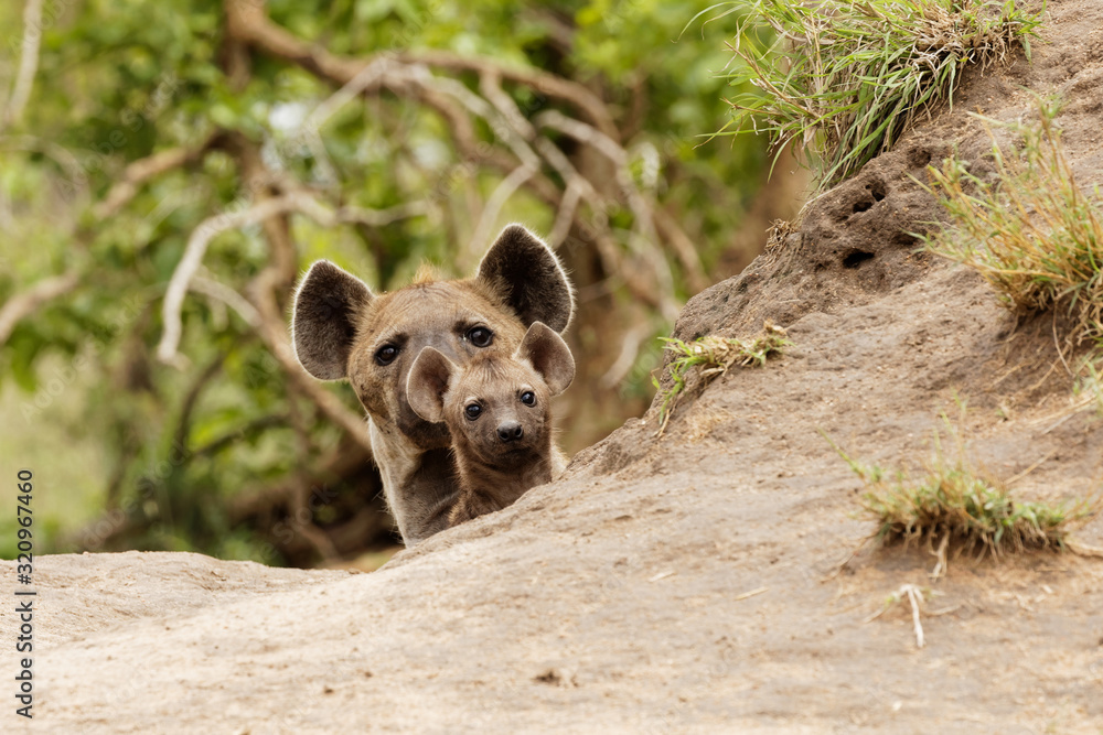 Hyena pup and mom peeking over the termite mound Hyena pup and mom peeking over the termite mound