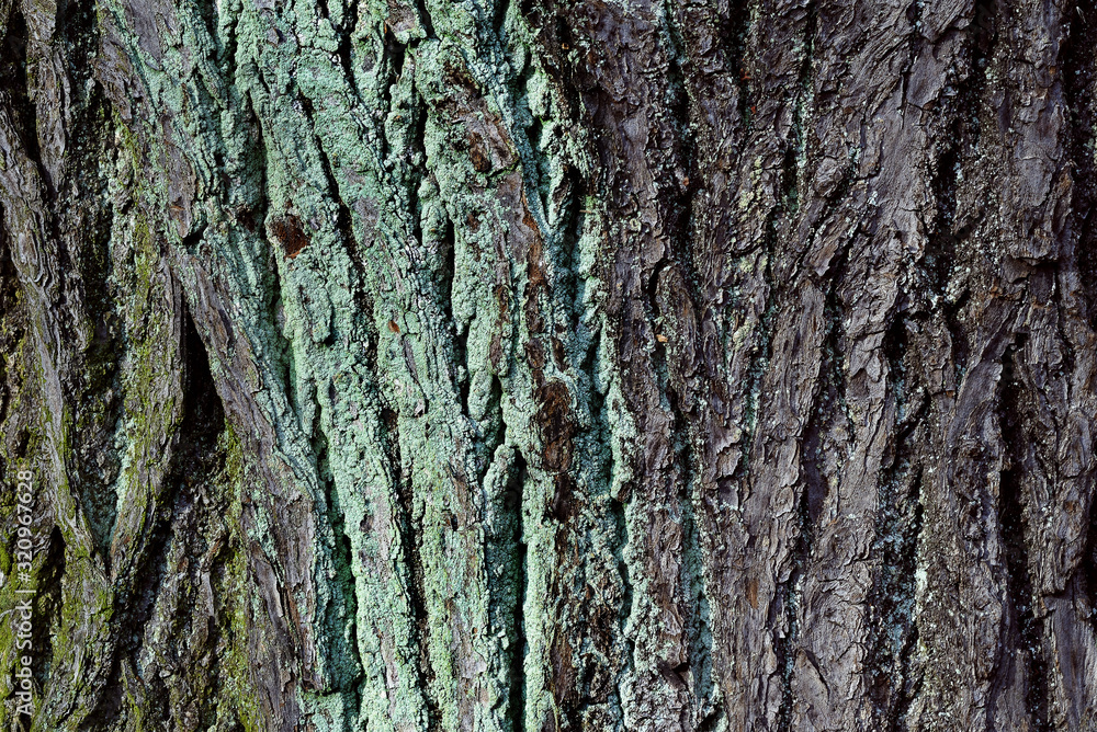 Texture of the bark of an old tree Texture of the bark of an old tree