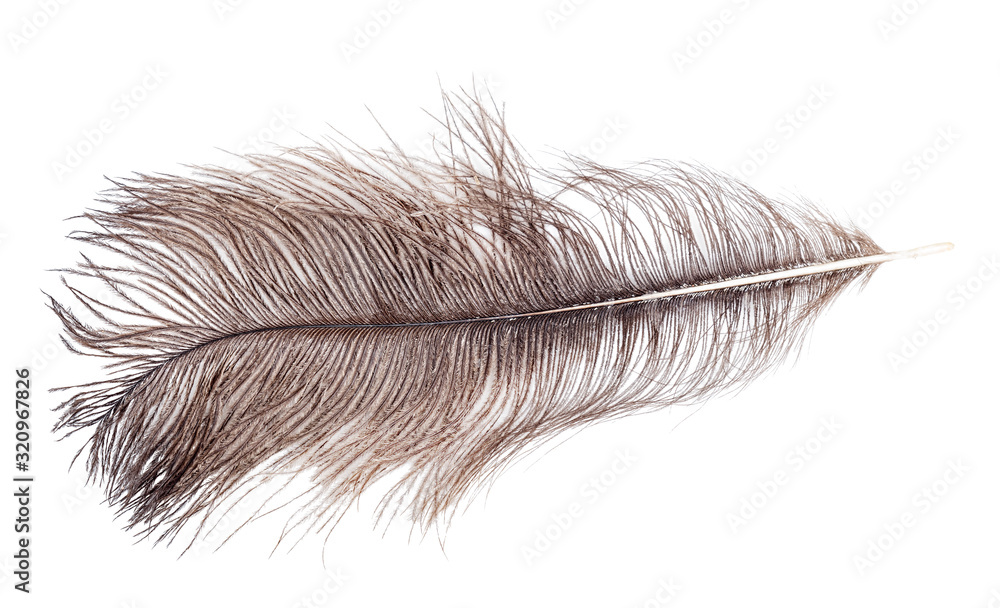 brown ostrich feather isolated on white brown ostrich feather isolated on white