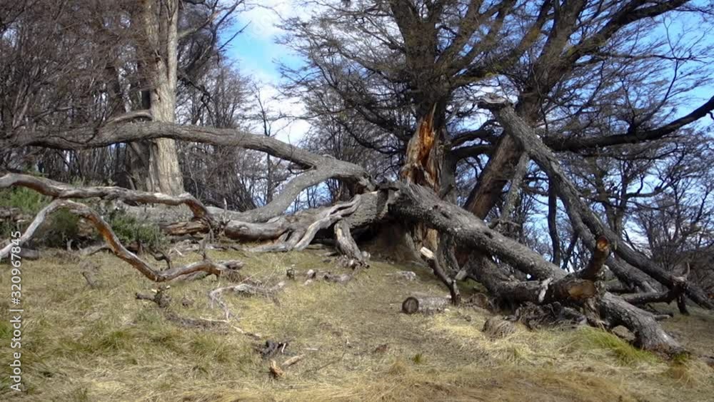 Old Broken Trees And Branches at The forest in the Park of Tierra del Fuego in Ushuaia Argentina Old Broken Trees And Branches at The forest in the Park of Tierra del Fuego in Ushuaia Argentina