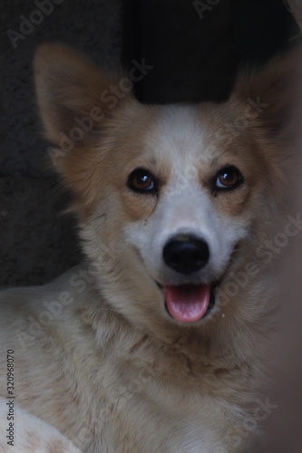 portrait of a dog