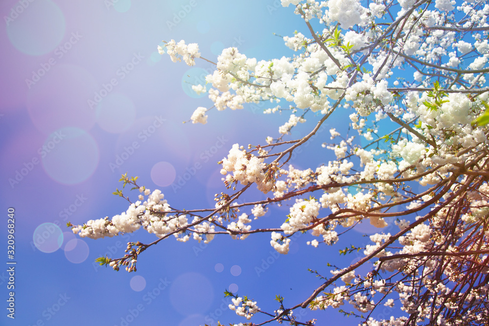 Spring diffuse background with blue sky and branches of blooming sakura tree Spring diffuse background with blue sky and branches of blooming sakura tree
