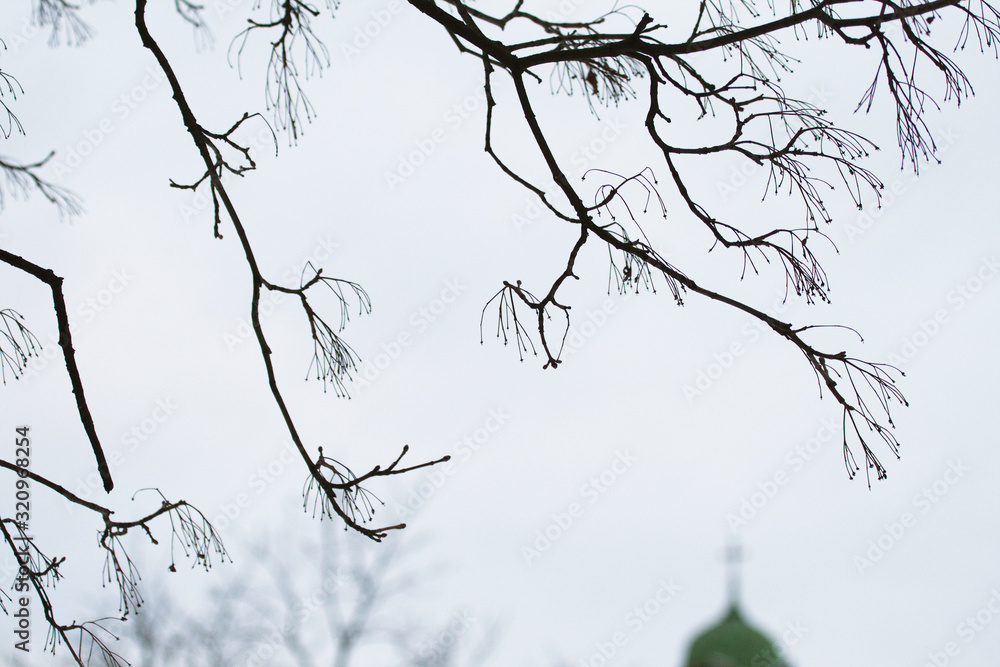 Branches of a tree with tassels on the tips of leaves Stock Photo