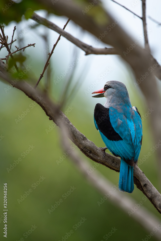 A woodland kingfisher - Halcyon senegalensis - perches on a twig in the Kruger National Park in South Africa
