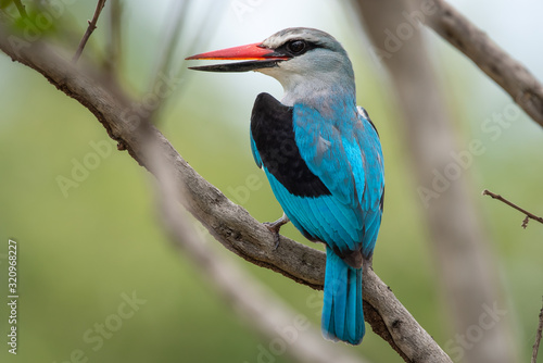 Canvastavla A woodland kingfisher - Halcyon senegalensis - perches on a twig in the Kruger N