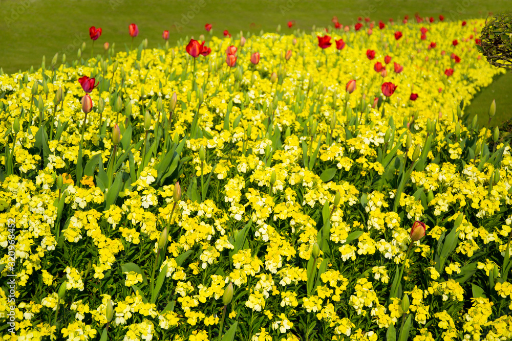Sunny background of spring yellow and white flowers meadow. City tulips flowers. 
