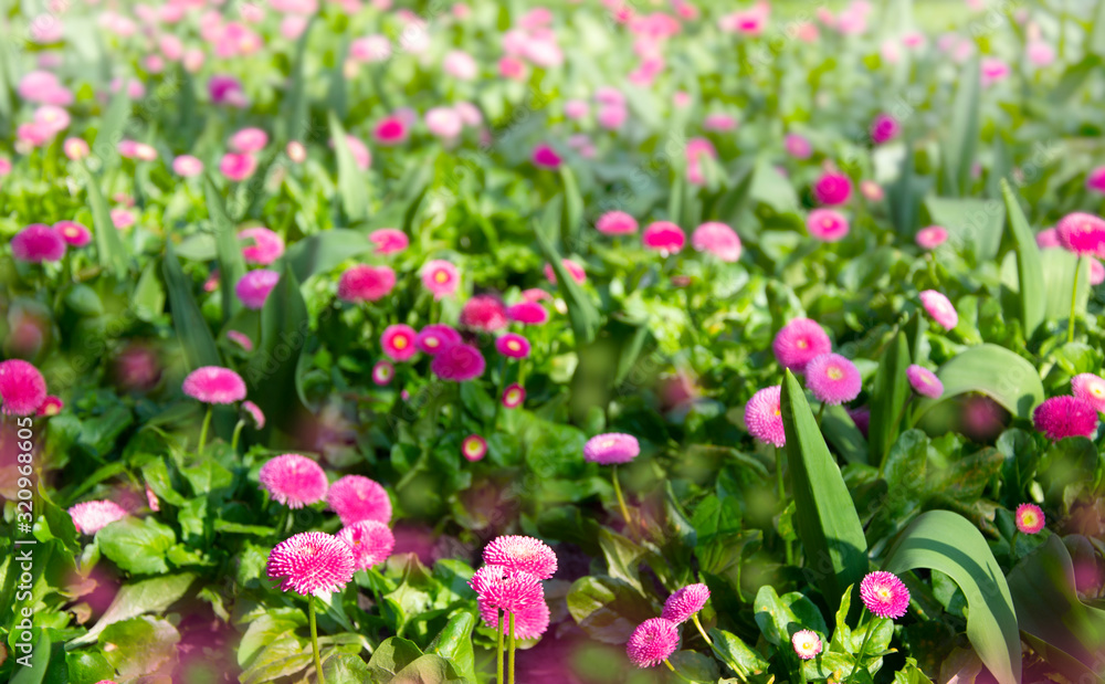 Obraz premium Abstrakt background of spring pink camomiles flofer weadow. 