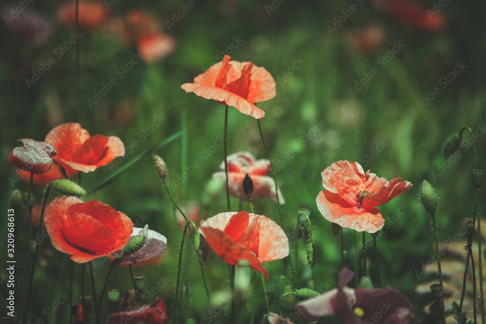 Fototapeta premium summer meadow with red poppies Field of wild of different colored species red purple yellow growing outdoors in a natural environment under the open sky