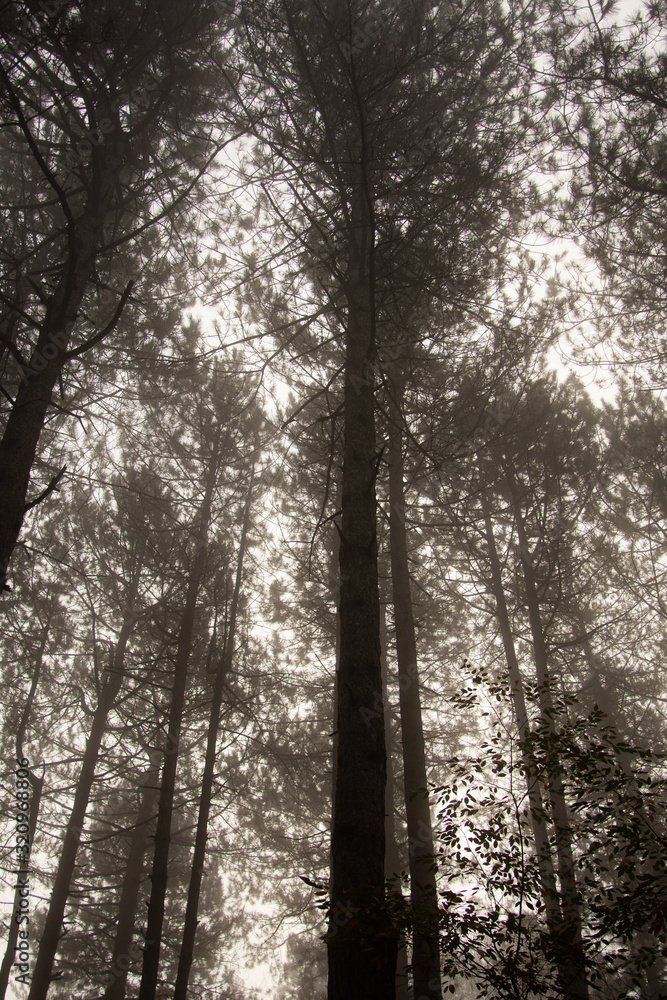 Morning in the old forest. Morning in the old forest.