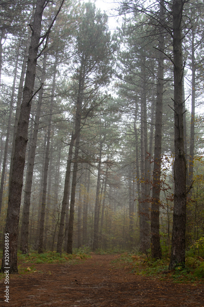 Fototapeta premium Morning in the old forest.