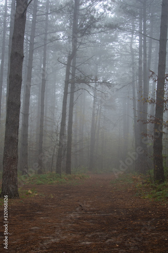 Morning in the old forest.