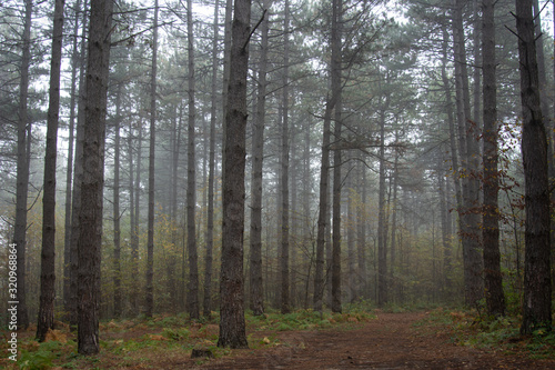 Fototapeta Naklejka Na Ścianę i Meble -  Morning in the old forest.