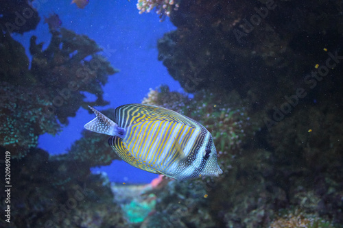 Wonderful tropical fish in a large aquarium
