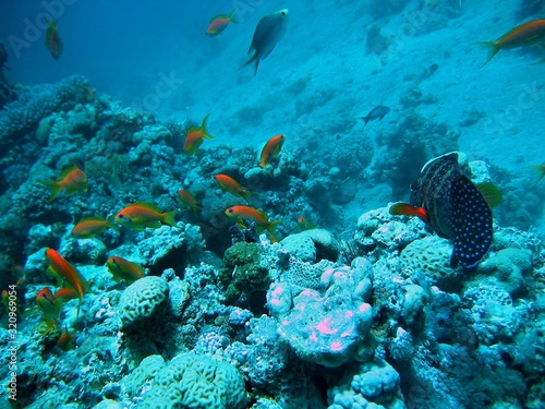 Little yellow fish swiming near corals in deep blue ocean © vladkyselov