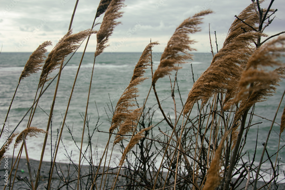 Obraz premium Black Sea in the winter.
