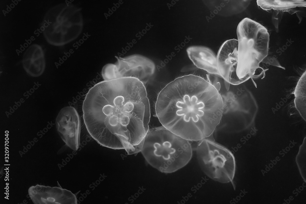 Jellyfish in black and white Jellyfish in black and white