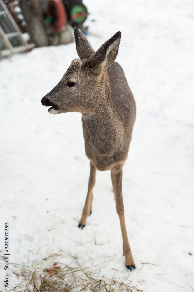 Roe deer portrait on white snow background Roe deer portrait on white snow background