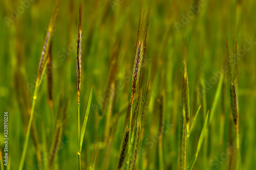 grass with dew drops on a green background