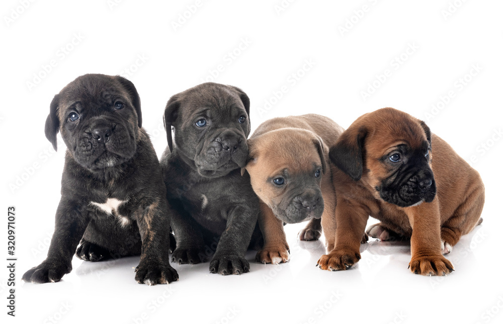 Obraz premium puppies cane corso
