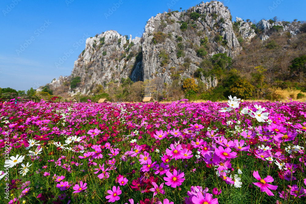 Beautiful pink cosmos field with .Limestone mountains