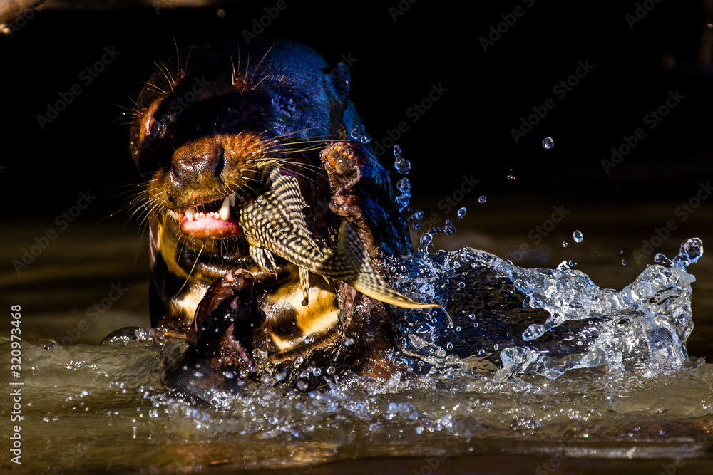 Giant otter with prey, Pantanal, Mato Grosso, Brazil Giant otter with prey, Pantanal, Mato Grosso, Brazil