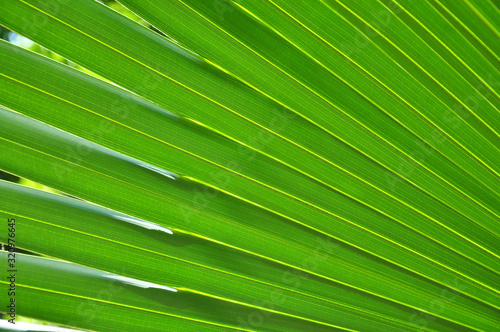 Textured palm tree leaves.