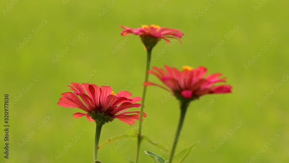Beautiful flowers in the garden, outdoor Chiangmai Thailand Beautiful flowers in the garden, outdoor Chiangmai Thailand