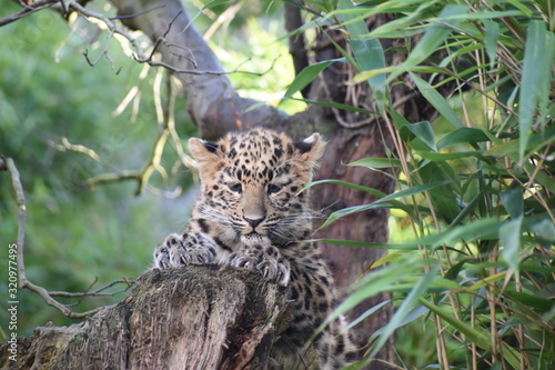 Adorable Amur leopard cub at the zoo