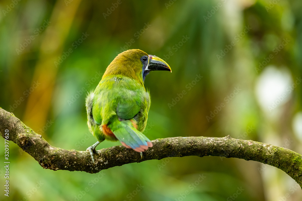 The Crimson-rumped Toucanet, Aulacorhynchus haematopygus perched on the branch in rain forest in Ecuador, dark scene with green color. The Crimson-rumped Toucanet, Aulacorhynchus haematopygus perched on the branch in rain forest in Ecuador, dark scene with green color.