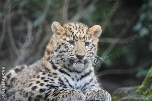 Adorable Amur leopard cub at the zoo © Christopher Keeley